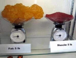 muscle-vs-fat