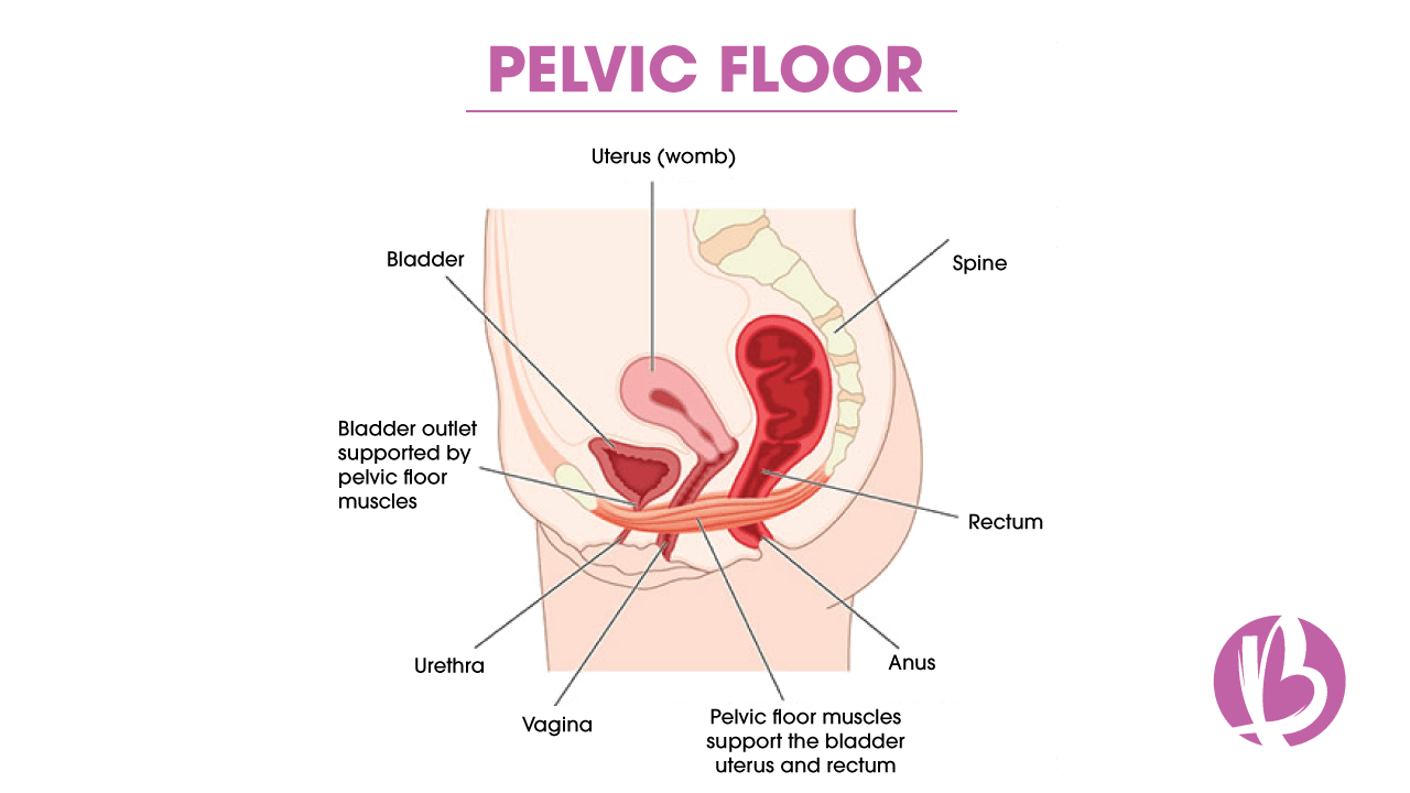 pelvic floor strengthening, kegel exercises, pelvic floor and your core