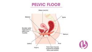 pelvic floor strengthening, kegel exercises, pelvic floor and your core