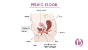 pelvic floor and your core: things moms need to know bout their pelvic floor